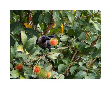Rambutan in season
