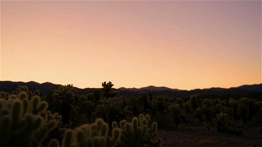 Timelapse of sunset over Cholla Cactus Garden