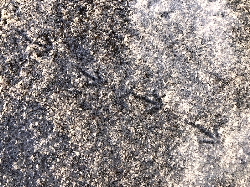 It Walked That Way