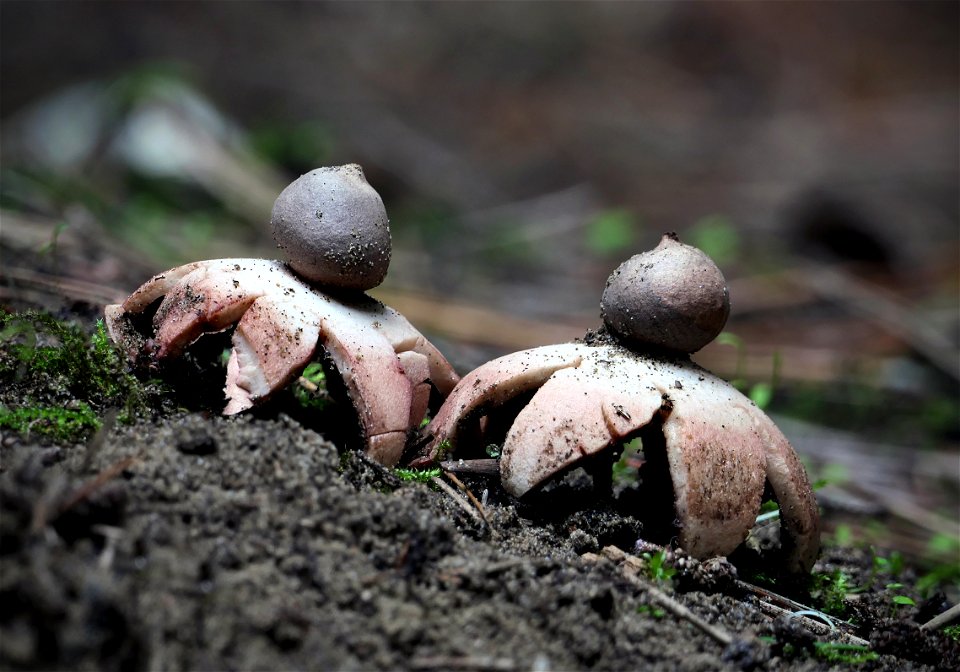 Earthstars  (Geastrum)
