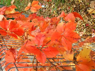 toamna_20091114_16