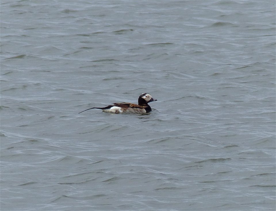 Long-tailed Duck