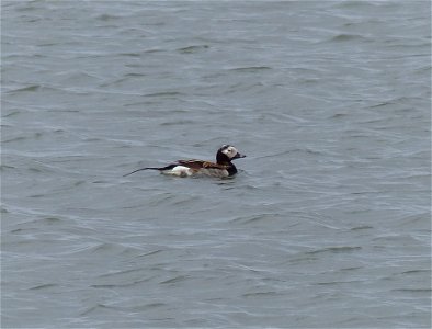 Long-tailed Duck photo