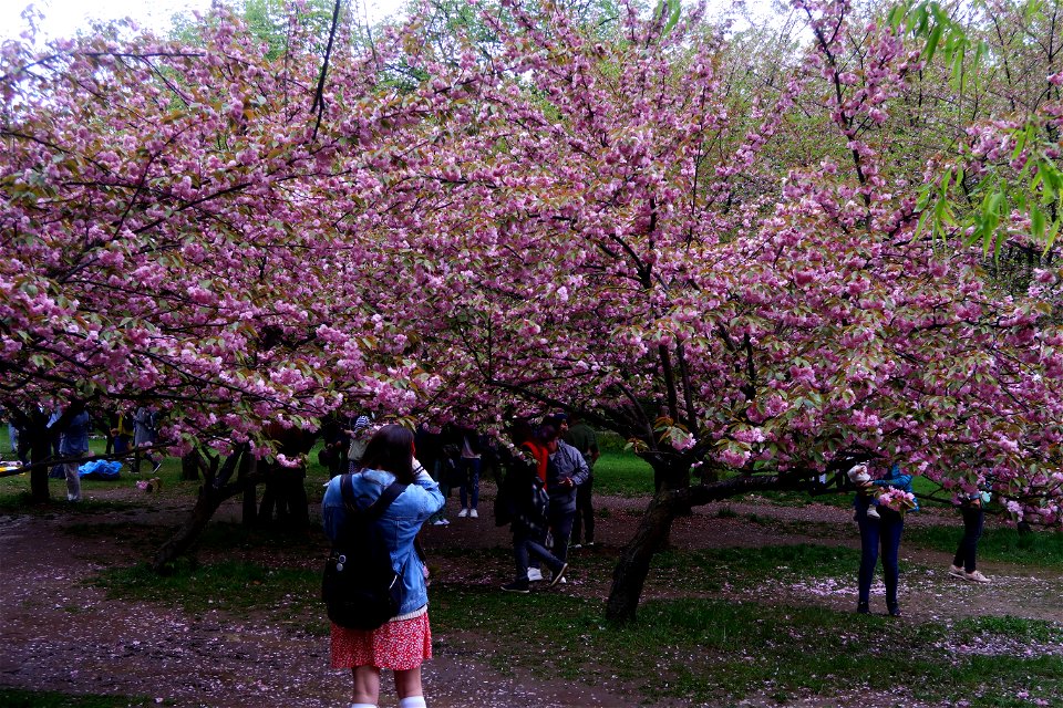 japanes_garden_rain_Herastrau (110)