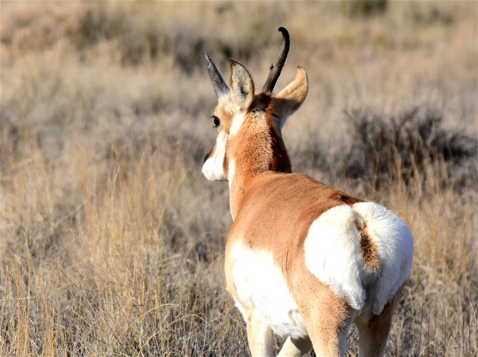 Pronghorn at Seedskadee National Wildlife Refuge