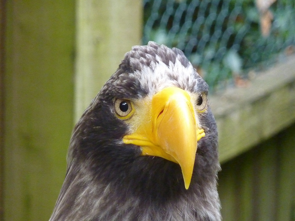 Eagle raptor Free photos