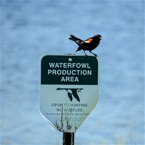 Red-winged Blackbird on Putnam WPA Lake Andes Wetland Management District South Dakota photo