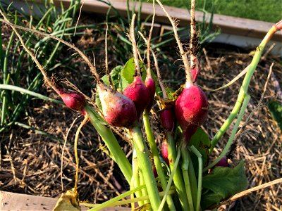 Radish Harvest Time