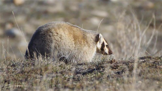 Badger on the National Elk Refuge photo