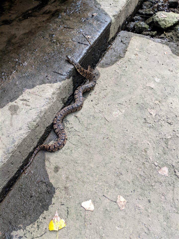 Diamond Backed waternake