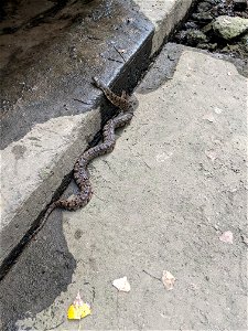 Diamond Backed waternake