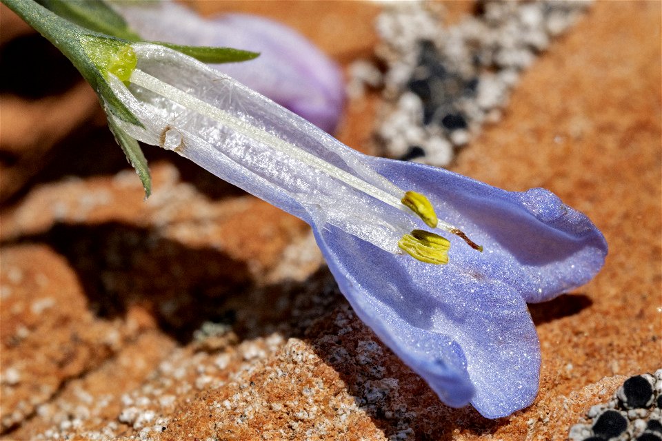 Mertensia arizonica var. leonardii