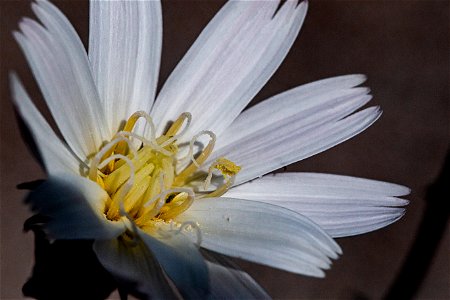 Chicory (Rafinesquia neomexicana) photo