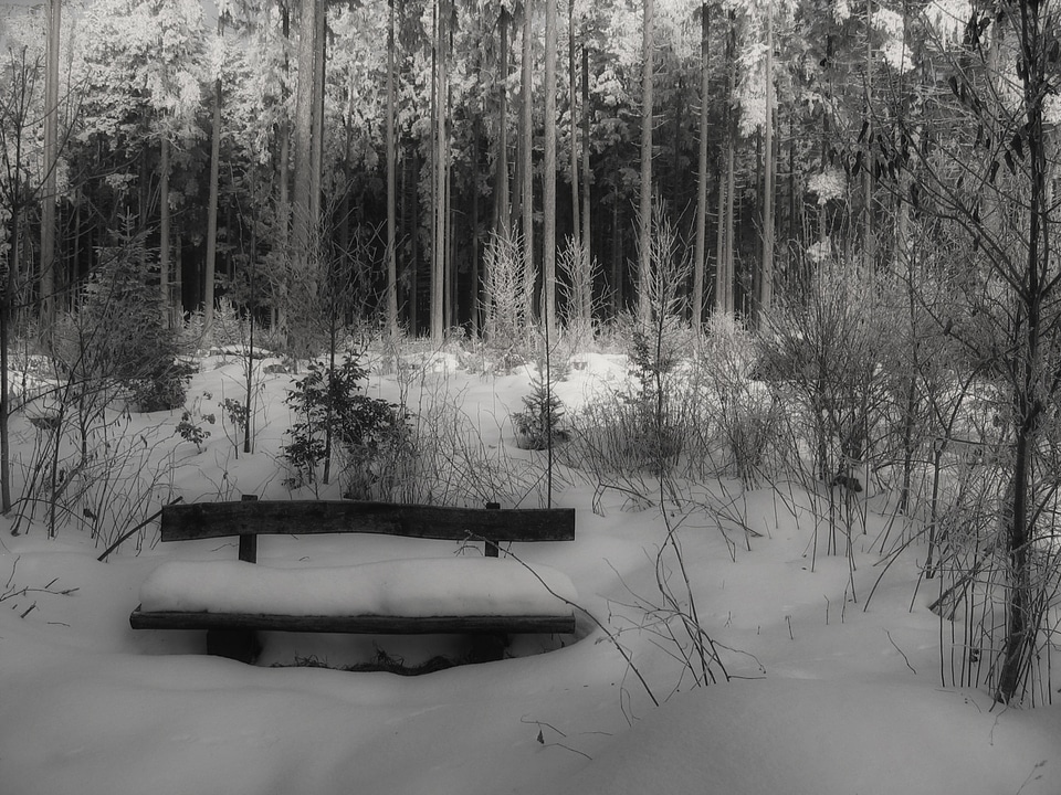 Cold wooden bench forest
