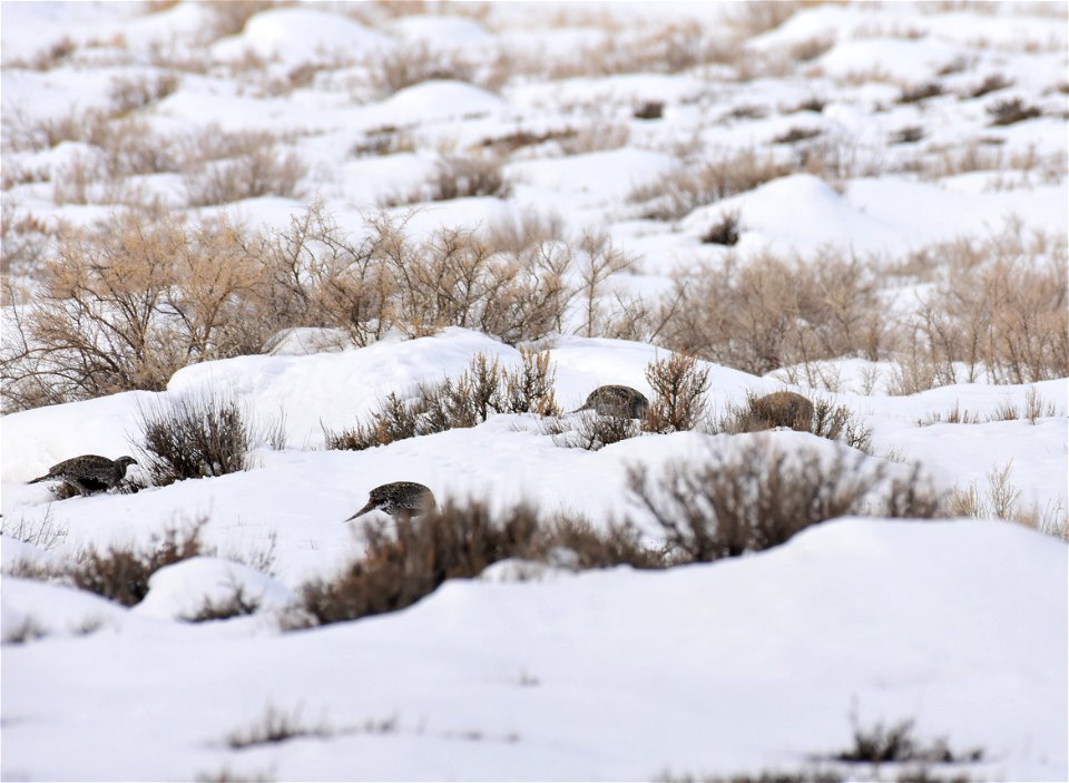 Greater sage-grouse on Seedskadee National Wildlife Refuge