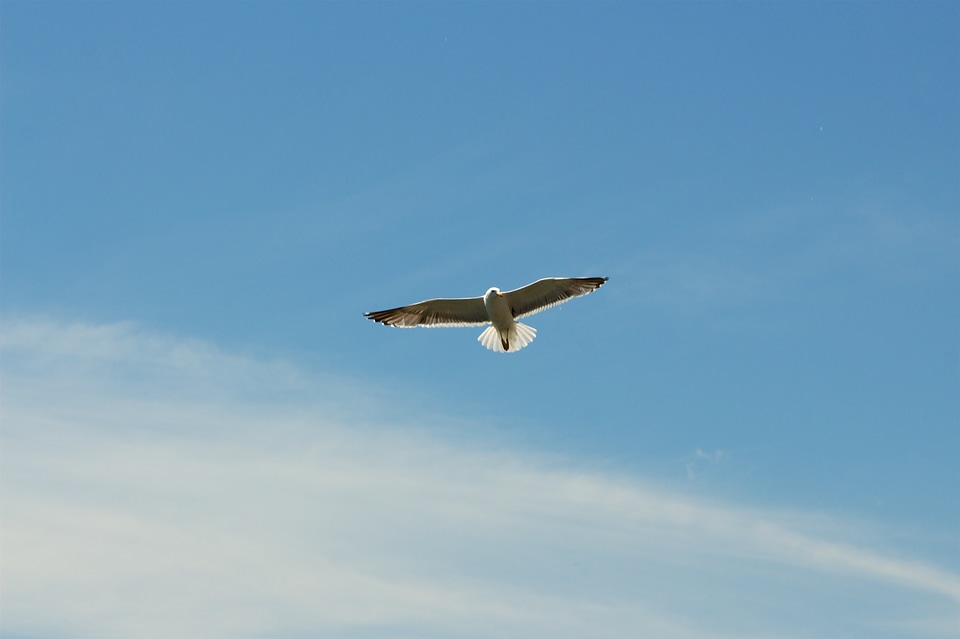 Bird Flying Blue Sky photo