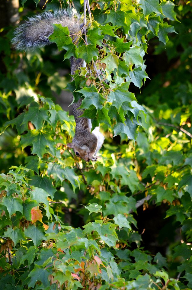 Eastern gray squirrel hanging from maple tree eating seeds