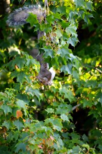 Eastern gray squirrel hanging from maple tree eating seeds