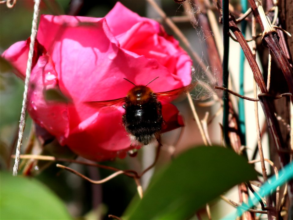 Bee Swings or Bees wings.