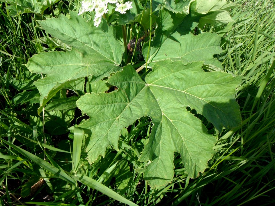 Cow Parsnip Leaf photo