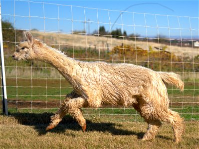 Action Paca