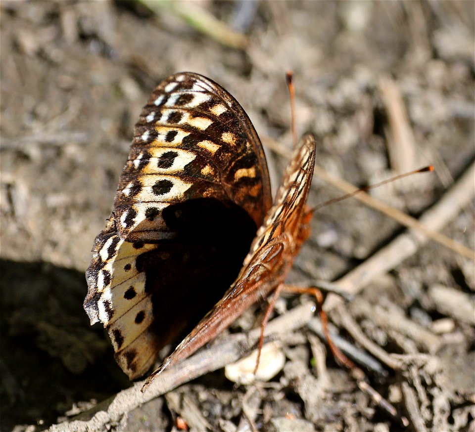 FRITILLARY, GREAT SPANGLED (Speyeria cybele) (08-30-2022) female, 5000 ft, bear basin meadow, six rivers nat forest, del norte co, ca (5)