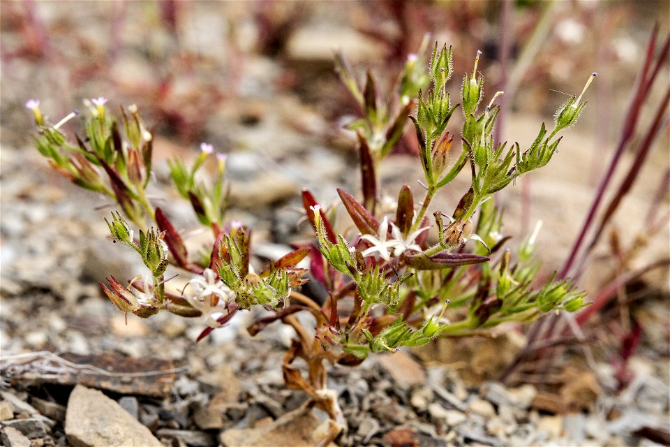 Microsteris gracilis var. humilior