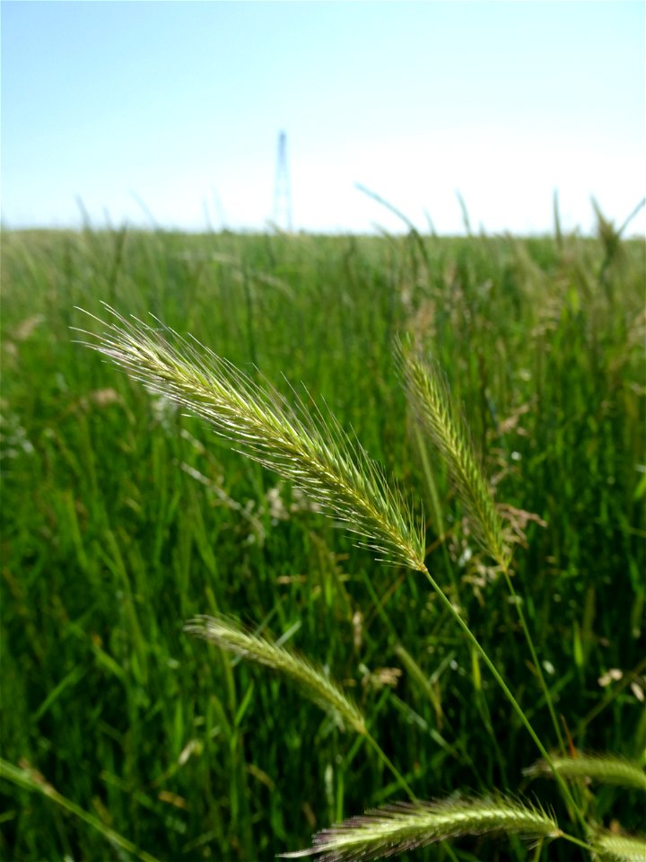 ordeum secalinum Schreb., 1771