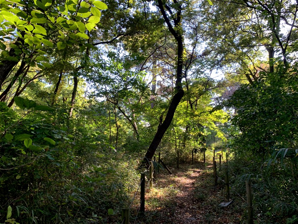 Nobidome, Higashikurume-shi in November