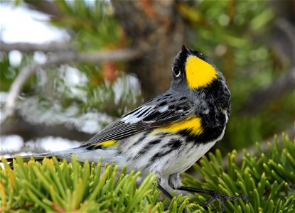 Yellow rumped warbler on Seedskadee National Wildlife Refuge photo