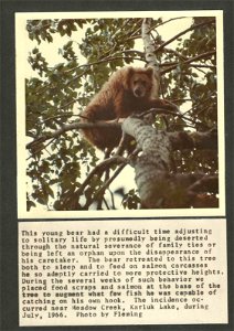 (1966) Bear in a Tree photo