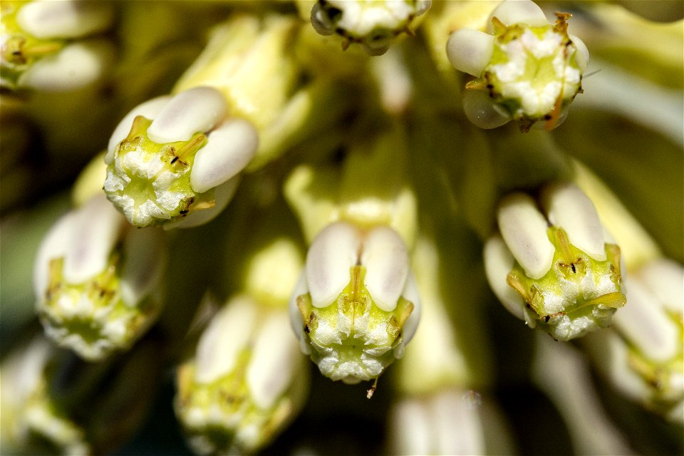 Asclepias viridiflora