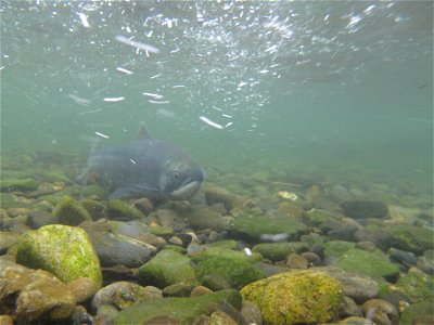 Russian River sockeye salmon photo