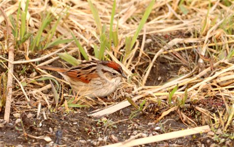 Swamp Sparrow Huron Wetland Management District