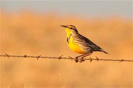 Western Meadowlark Huron Wetland Management District