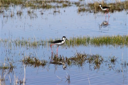 On Stilts