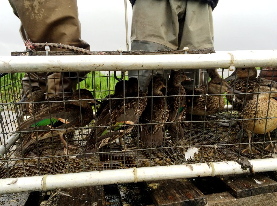 Ducks await banding