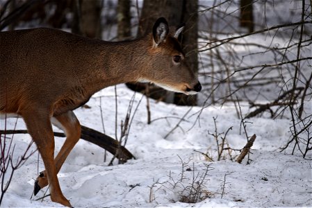 White-tailed deer in the snow photo