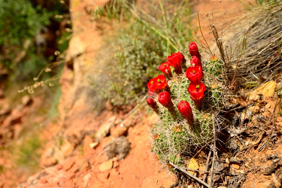 Grand Staircase-Escalante National Monument - 25th Anniversary