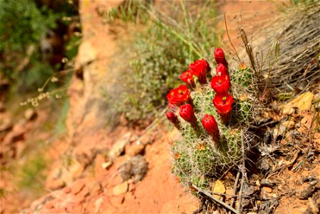 Grand Staircase-Escalante National Monument - 25th Anniversary photo