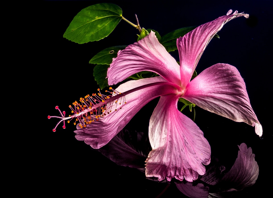 Flower pink marshmallow