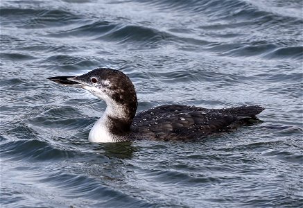 093 - COMMON LOON (10-23-2021) adult basic, crescent city harbor, del norte co, ca -01