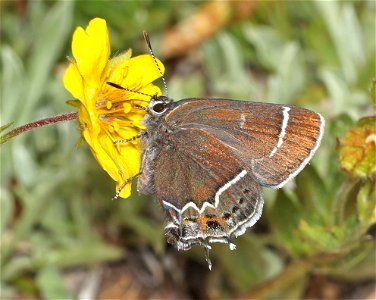 HAIRSTREAK, THICKET (Callophrys spinetorum) (07-04-2022) 6350 ft, three creek meadow campground, south of sisters, deschutes co, or -01