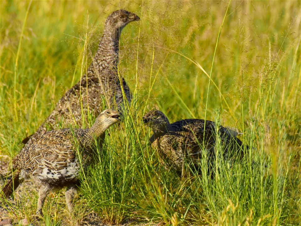 Greater sage-grouse at Seedskadee National Wildlife Refuge