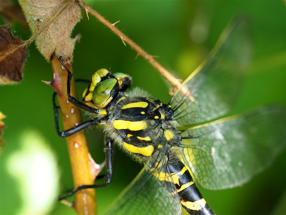 OI000266