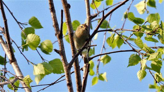 DerZilpzalp schaut auf Fotografen herab