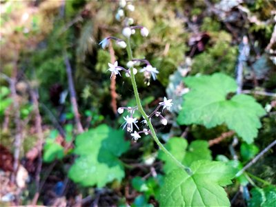 Foamflower. Old Sauk Trail, Mt. Baker-Snoqualmie National Forest. Photo by Anne Vassar June 2, 2021.