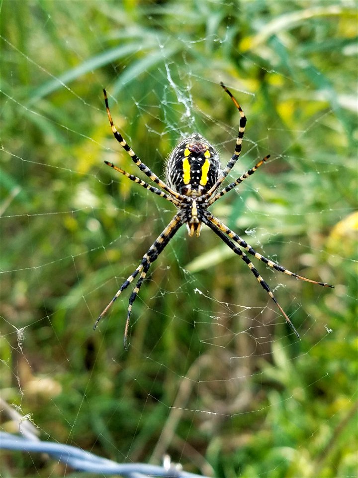Banded Garden Spider Underside Lake Andes Wetland Management District South Dakota