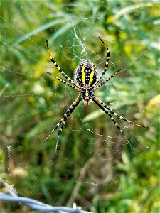 Banded Garden Spider Underside Lake Andes Wetland Management District South Dakota