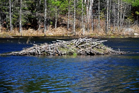 Beaver lodge photo